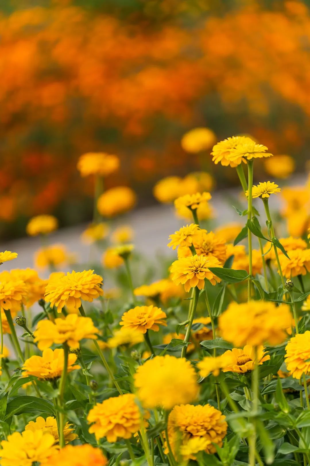 670890ed0491a.jpg 670890ed0491a.jpg